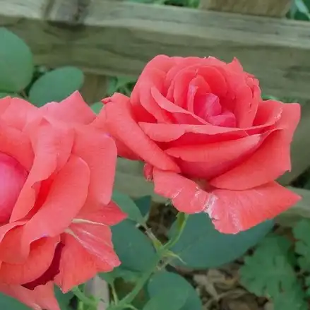 Olanda, 1973 - Trandafiri - Rosalynn Carter™ - 